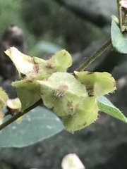 Gaudichaudia mucronata