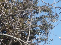 Emberiza cioides