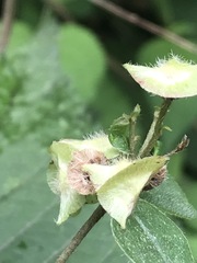 Gaudichaudia mucronata