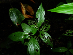 Palicourea gracilenta