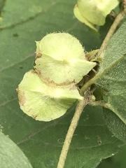 Gaudichaudia mucronata