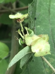 Gaudichaudia mucronata