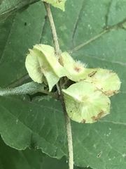 Gaudichaudia mucronata