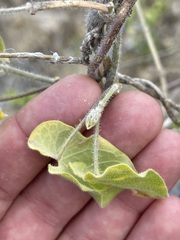 Polystemma cordifolium