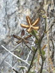 Hibiscus ribifolius