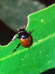 Canthon subhyalinus