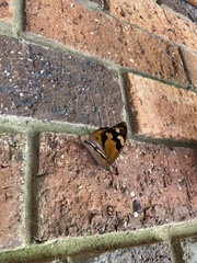 Heteronympha merope