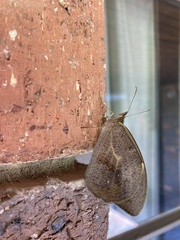 Heteronympha merope