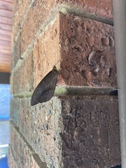 Heteronympha merope