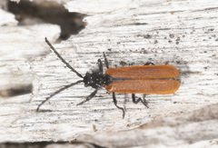 Calochromus scutellaris