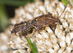 Oncocoris geniculatus