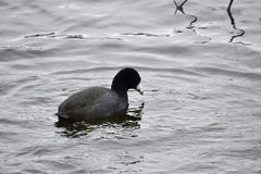 Fulica americana