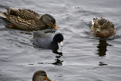 Fulica americana