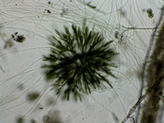 Chaetophoropsis