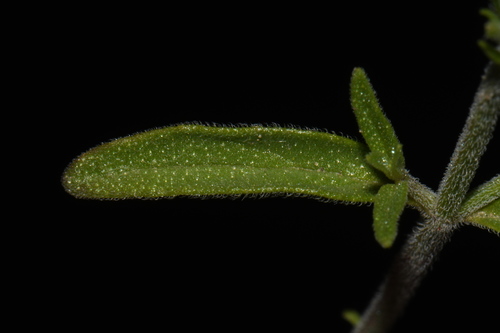 Image of Hedeoma drummondii by (c) Brian Finzel, some rights reserved (CC BY-SA)
