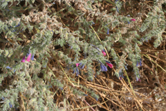 Echium humile