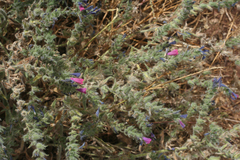 Echium humile