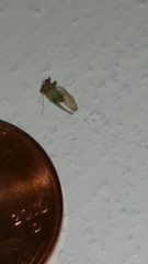 Platycorypha nigrivirga