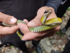 Dendrophidion bivittatus