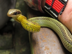 Dendrophidion bivittatus