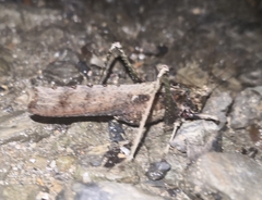Eppia truncatipennis