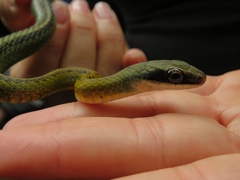 Dendrophidion bivittatus