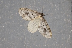 Operophtera occidentalis