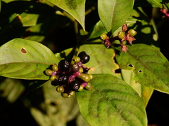 Palicourea gracilenta