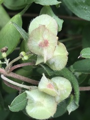 Gaudichaudia mucronata