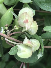 Gaudichaudia mucronata