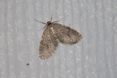 Operophtera occidentalis