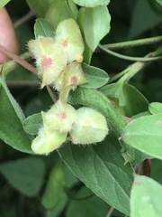 Gaudichaudia mucronata