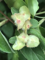 Gaudichaudia mucronata