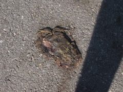 Sclerophrys pardalis