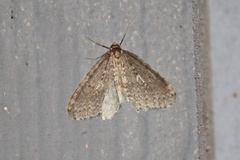 Operophtera occidentalis