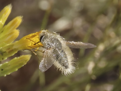 Anastoechus barbatus
