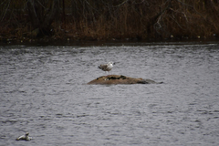 Larus marinus
