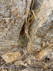 Mammillaria peninsularis