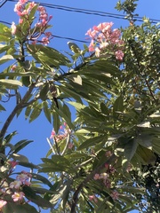 Plumeria rubra