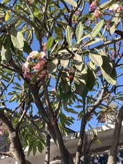 Plumeria rubra
