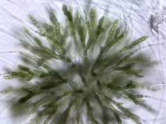 Chaetophoropsis