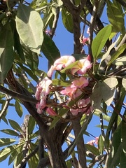 Plumeria rubra