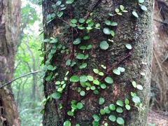 Metrosideros perforata