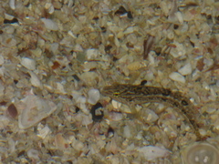 Clinus venustris