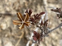 Hibiscus ribifolius