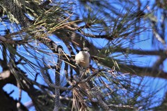 Sitta pygmaea