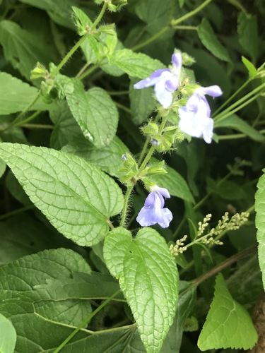 bitter Mexican sage