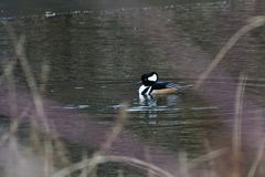 Lophodytes cucullatus