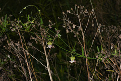 Araujia megapotamica