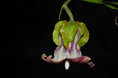 Araujia megapotamica